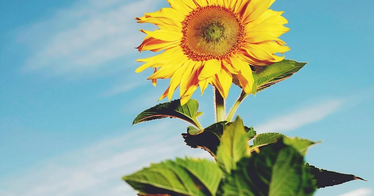towering sunflowers