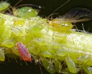 5 Surprising Benefits of Finding Aphids in Garden