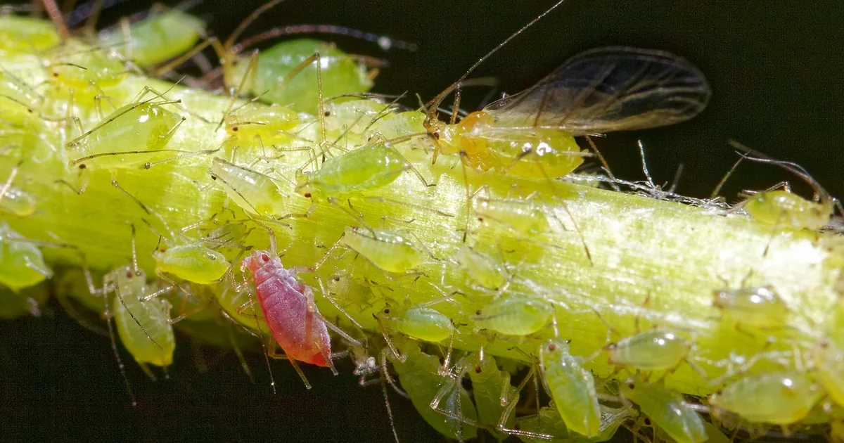benefits of aphids