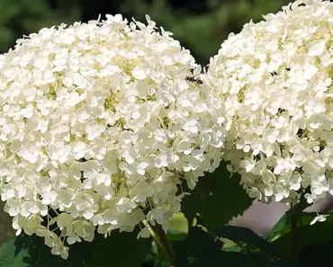 7 Stunning White Hydrangea Shrubs for Your Landscape 7 Stunning White Hydrangea Shrubs for Your Landscape