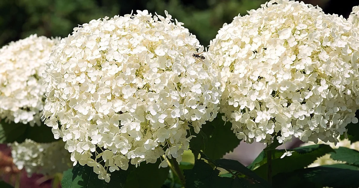 white hydrangea varieties