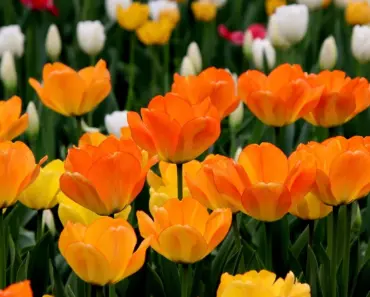 5 Reasons Your Tulips Are Short This Spring