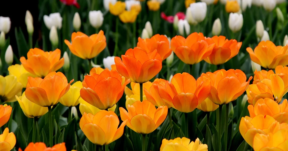 short tulips blooming