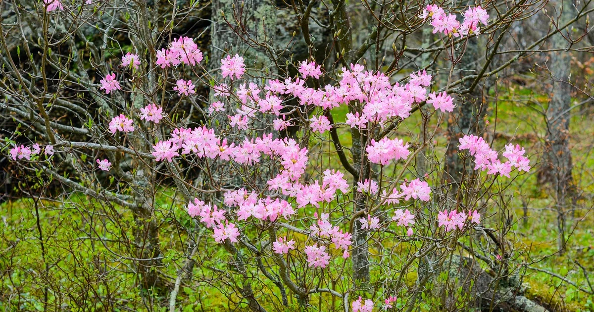 7 Beautiful Blooms from Susan’s NC Garden