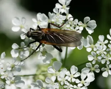 5 Ways to Get Rid of Kitchen Gnats & Stop Them