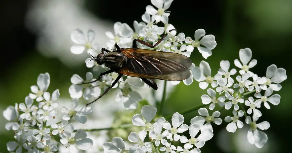 remove kitchen gnats