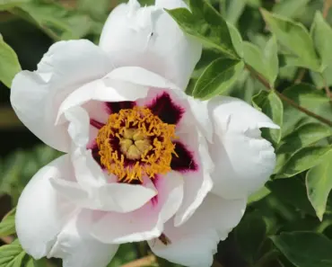 5 Reasons Peonies Not Blooming? How to Get More Blooms 5 Reasons Peonies Not Blooming? How to Get More Blooms