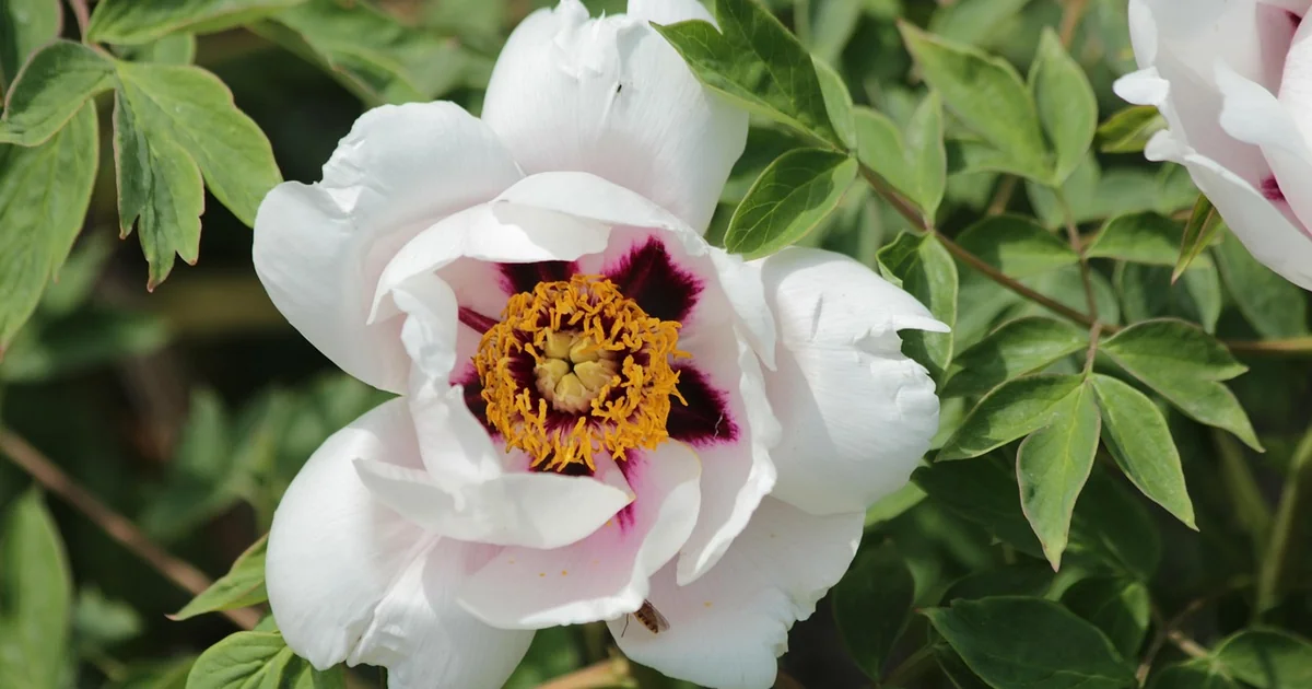 peonies not blooming