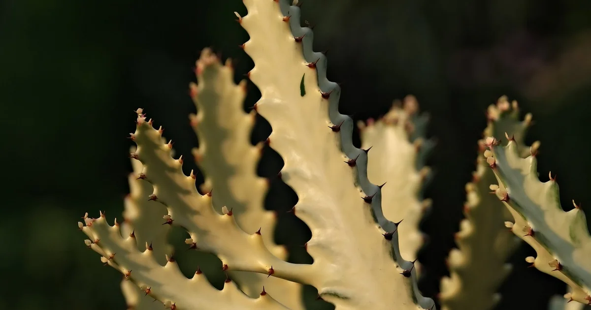 5 Spring Care Tasks for More Christmas Cactus Blooms