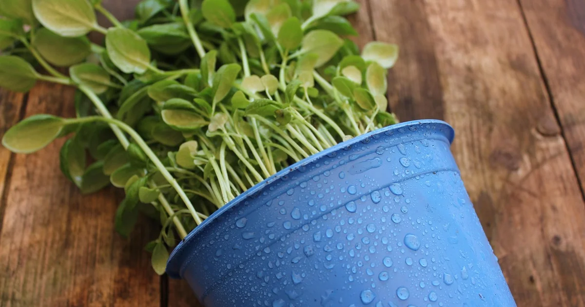 herbs for pots