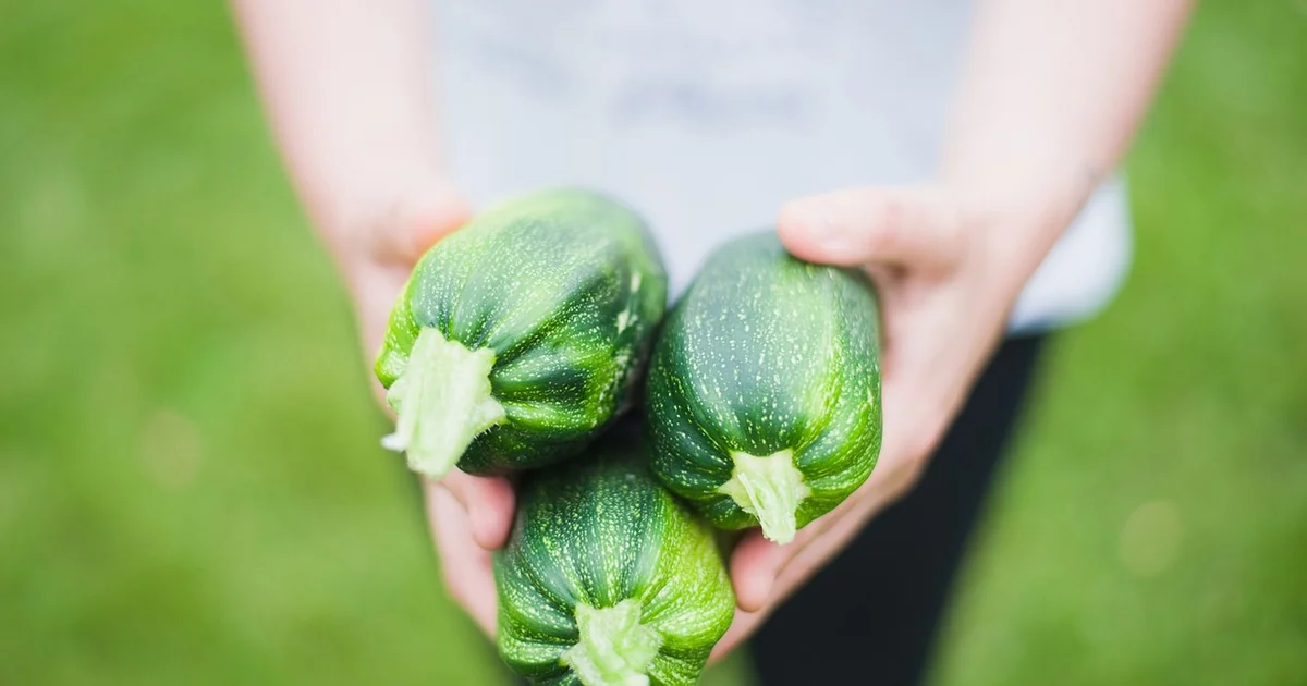 staking pruning zucchini plants