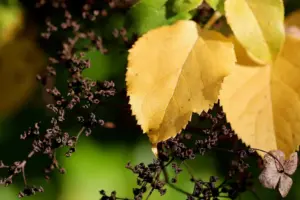 5 Reasons Hydrangea Leaves Turn Yellow: Ditch Rusty Water