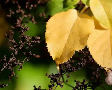 5 Reasons Hydrangea Leaves Turn Yellow: Ditch Rusty Water