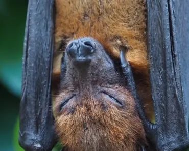 7 Bat Secrets Pest Pros Reveal for Your Garden After Dark 7 Bat Secrets Pest Pros Reveal for Your Garden After Dark