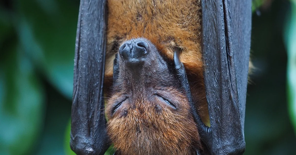 attract bats garden