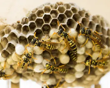 Make a Quick Fake Wasp Nest in 3 Steps Make a Quick Fake Wasp Nest in 3 Steps