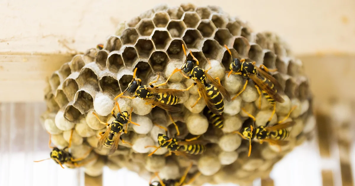 fake wasp nest