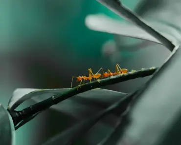 7 Ways to Get Rid of Ants ASAP and Keep Them Away 7 Ways to Get Rid of Ants ASAP and Keep Them Away