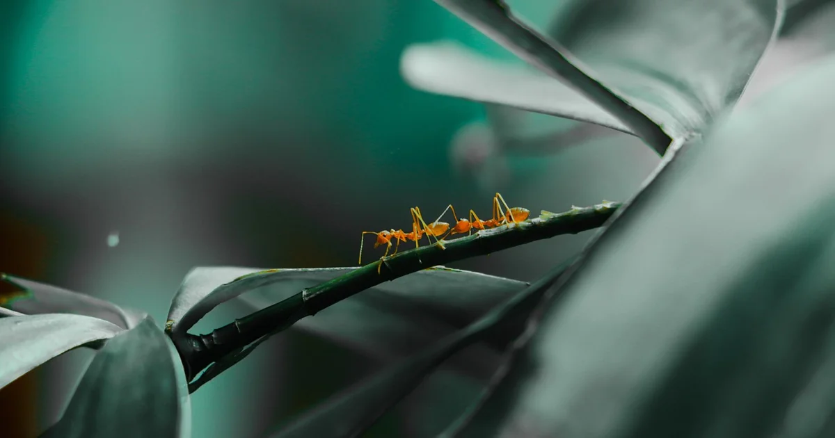 get rid of ants