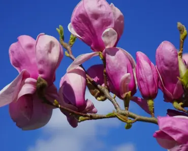 Neighbors Love My Flowering Tree: 7 Planted Too Neighbors Love My Flowering Tree: 7 Planted Too