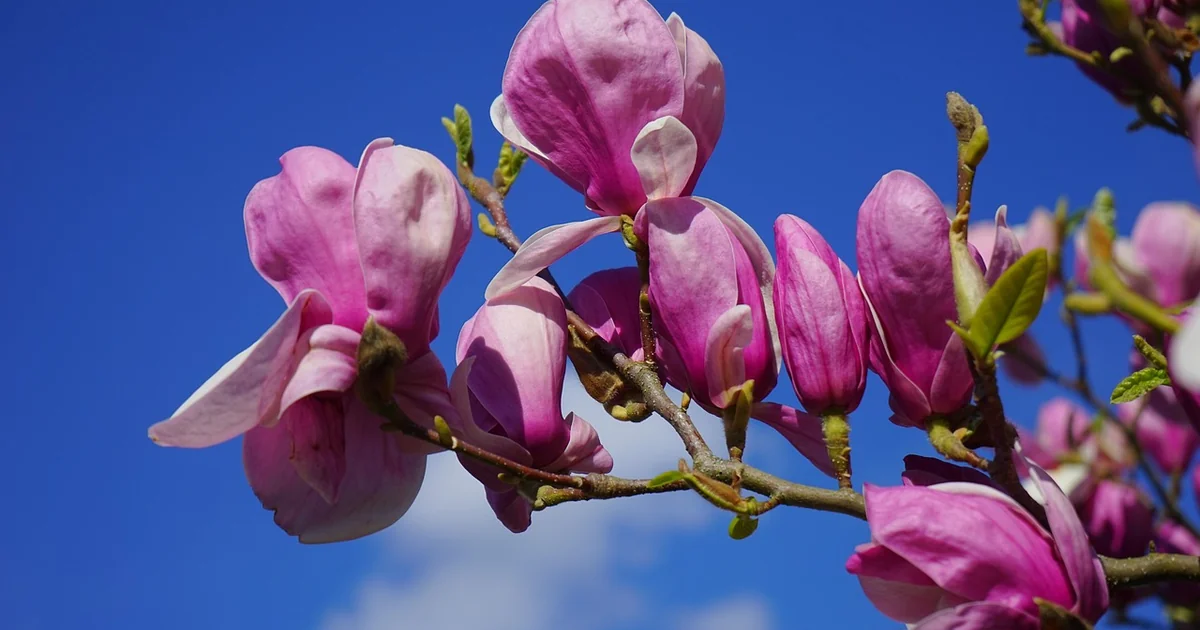 magnolia tree story