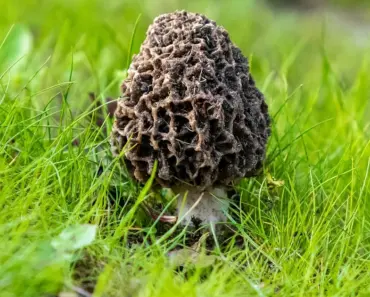 Lawn Fungus: 7 Ways to Protect Your Yard the Right Way