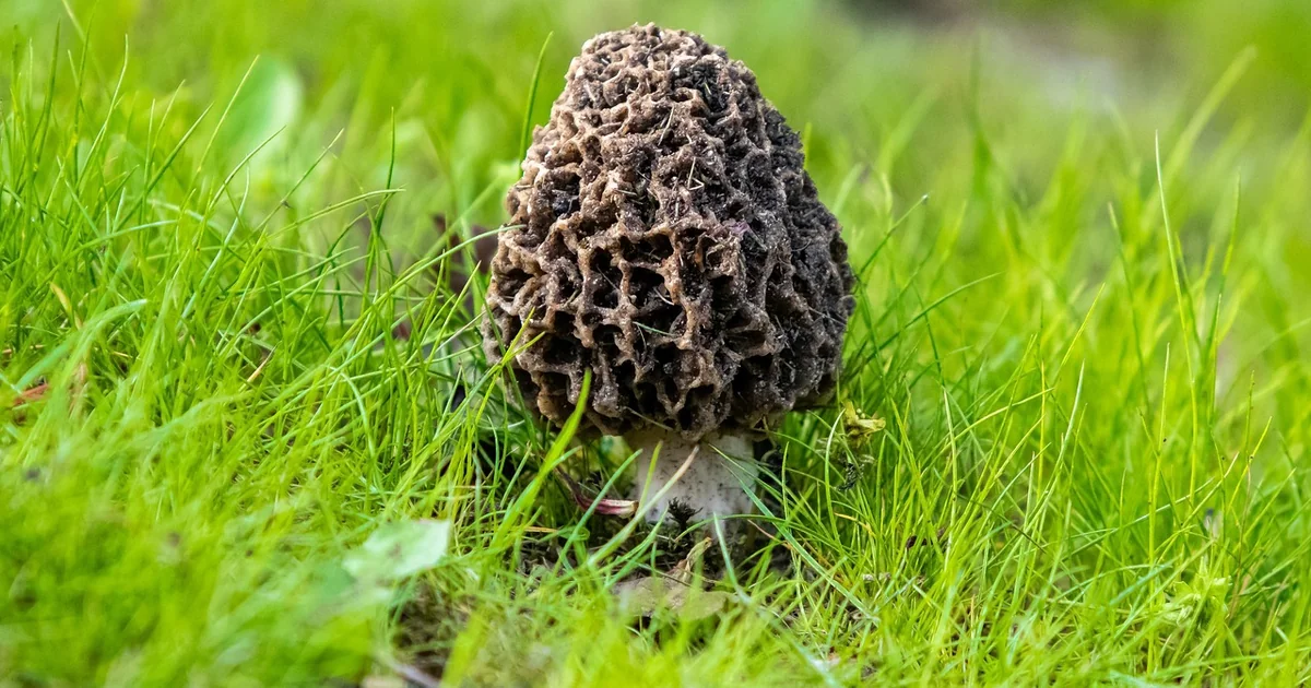 lawn fungus prevention