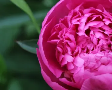 7 Easy Ways to Get Peonies to Bloom More