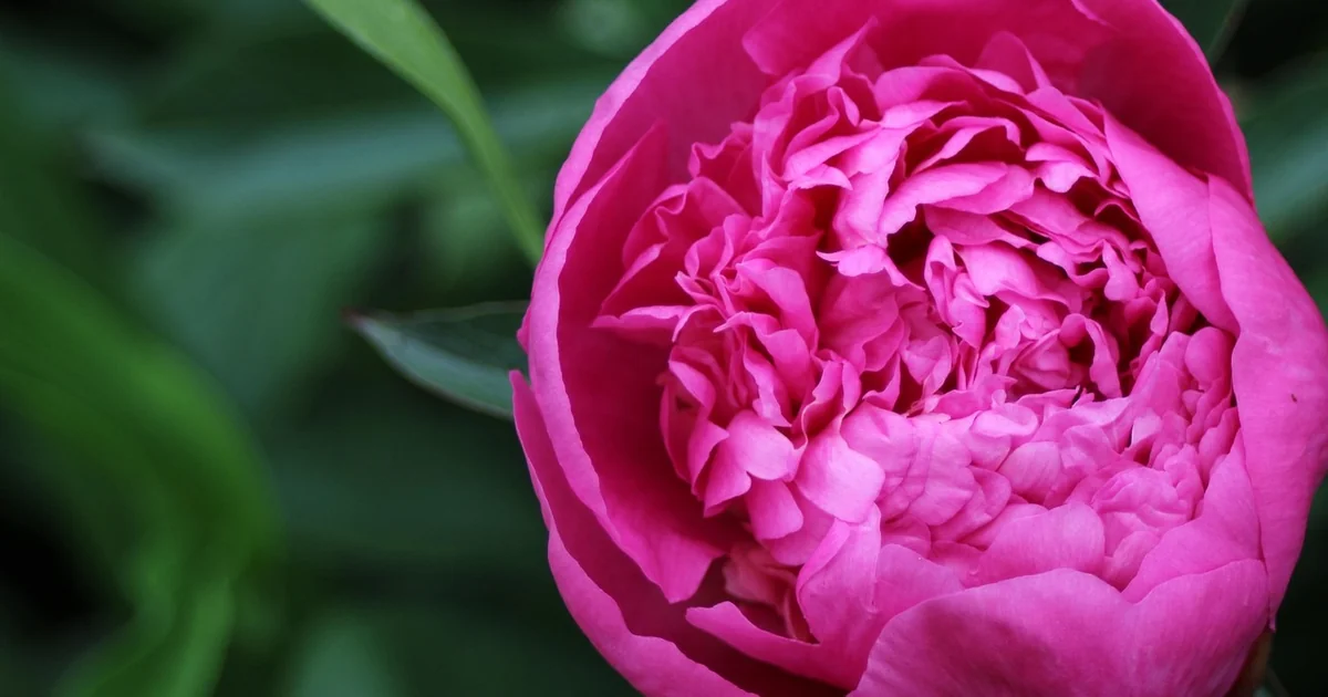 peonies bloom more