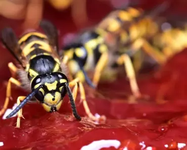 Make a Quick Fake Wasp Nest: 5 Paper Bag Tips Make a Quick Fake Wasp Nest: 5 Paper Bag Tips