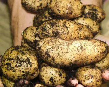 7 Tips to Get Biggest Sweet Potato Crop 7 Tips to Get Biggest Sweet Potato Crop