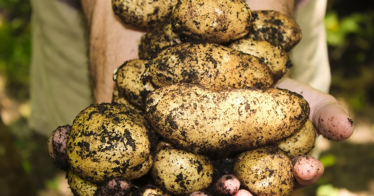 biggest sweet potato crop