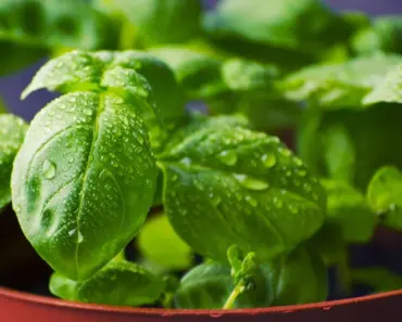 5 Herbs That Thrive Better in Pots
