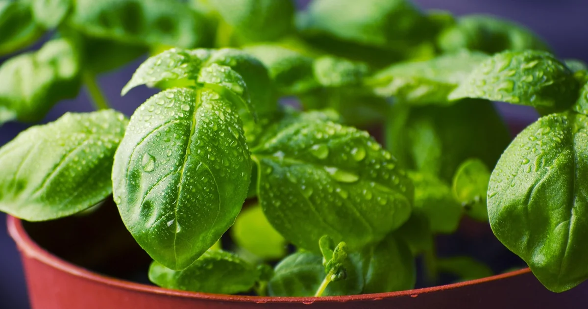 best herbs for pots