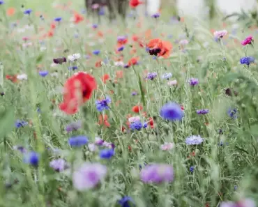 Deadhead These 5 Plants in May for Bursts of Flowers