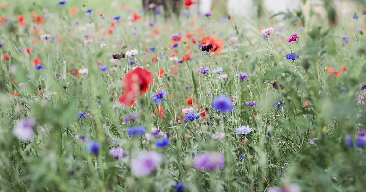 deadheading may flowers