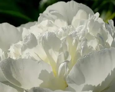Stop Peonies Flopping: 3 Upcycled Chair Hacks Stop Peonies Flopping: 3 Upcycled Chair Hacks