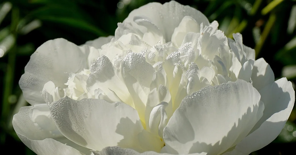 peony support chairs