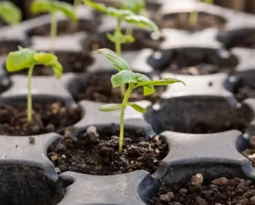 6 Must-Do Tasks for Tomatoes This May