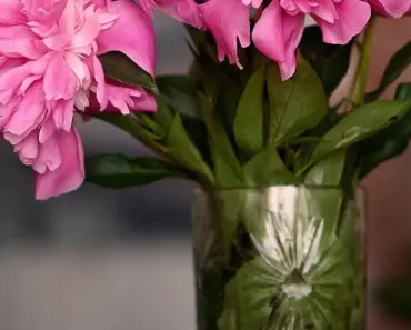 9 Beautiful Peony Colors to Try This Summer