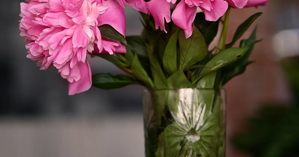 summer peony colors