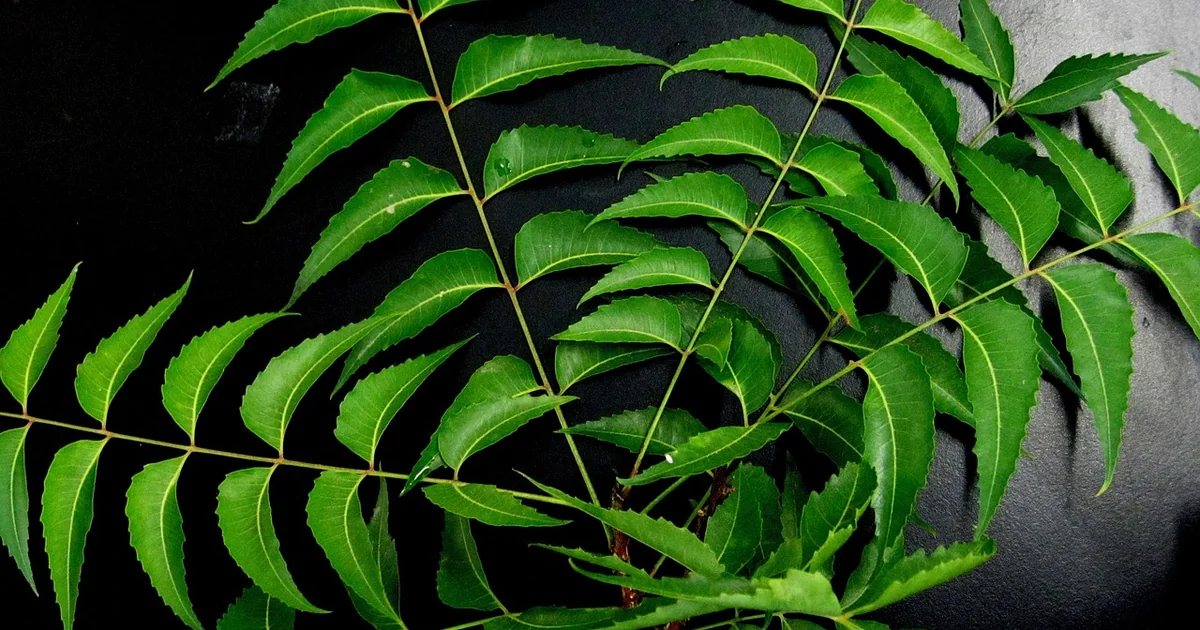 neem oil spray