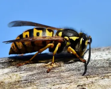 7 Ways to Tell a Hornet From a Wasp