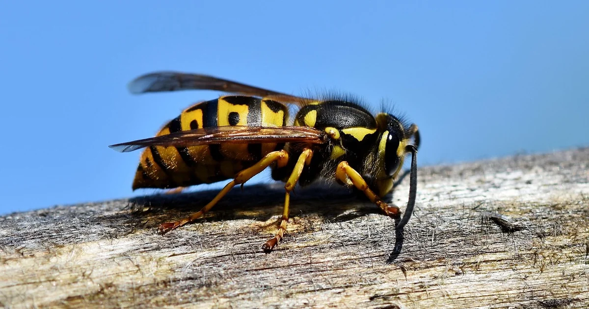 hornet vs wasp