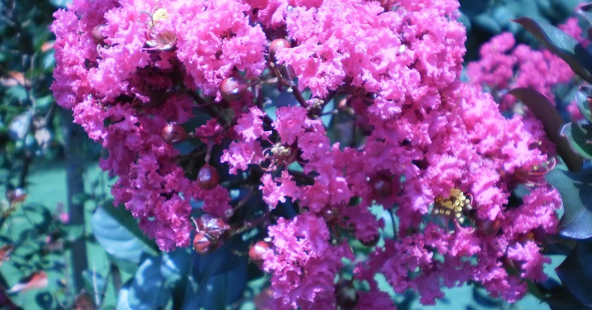 north carolina spring blooms
