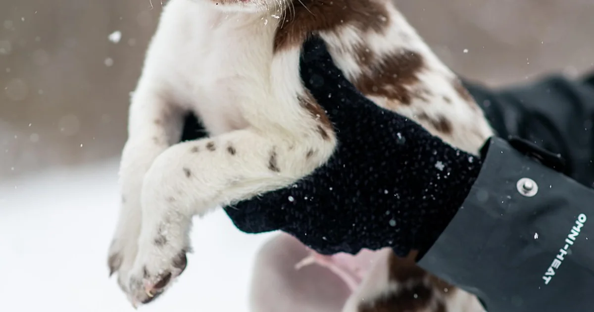 white glove flats