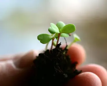 11 Ways to Protect Garden Crops from Rabbits Without Cruelty 11 Ways to Protect Garden Crops from Rabbits Without Cruelty