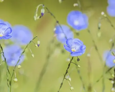 5 Tiny Fast-Growing Perennial Flowers for Quick Blooms