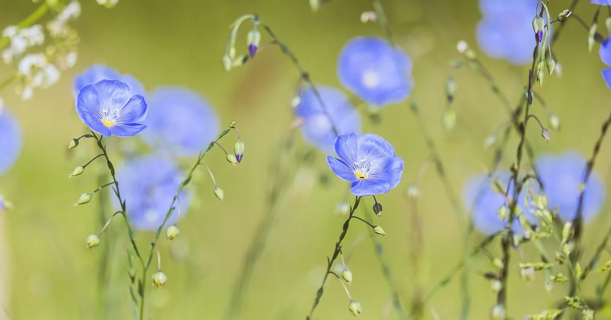 tiny fast growing perennials