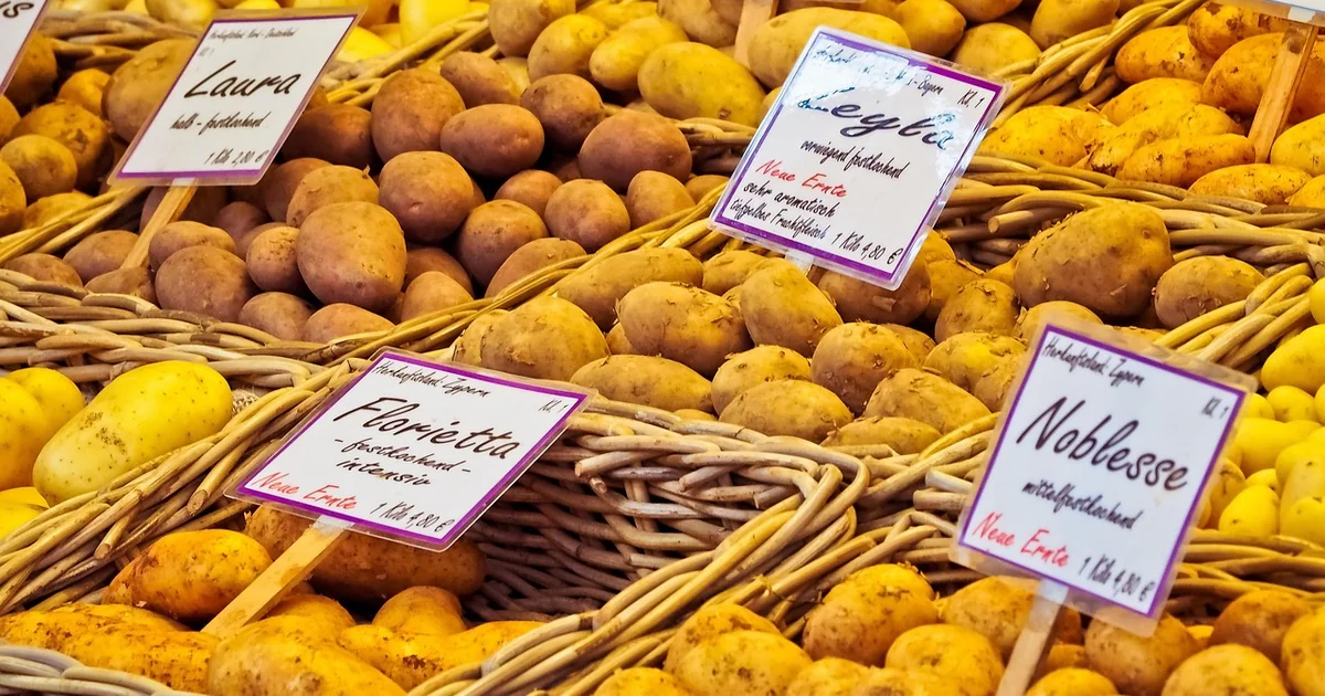 potato harvest signs